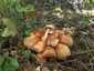 Árvégű fülőke (Gymnopus fusipes), Dél-Pest